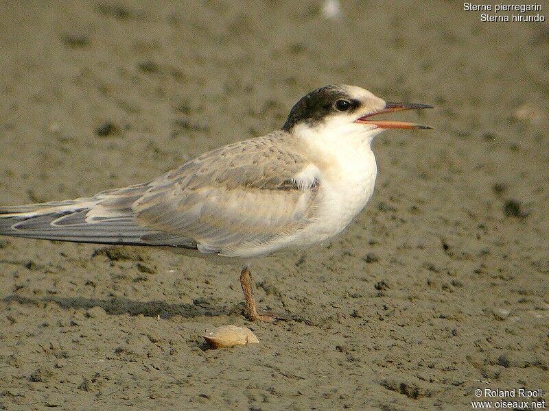 Common Ternjuvenile