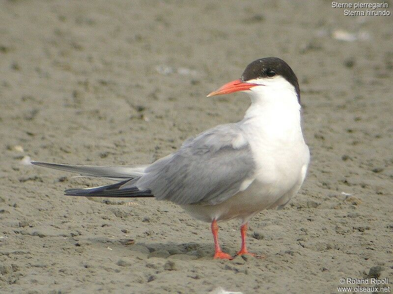 Common Ternadult breeding