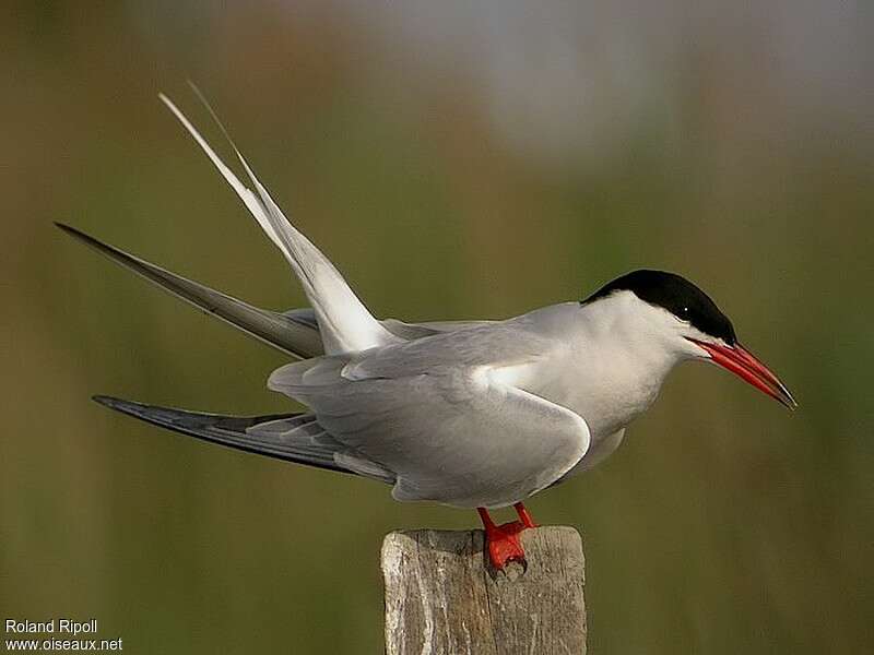 Common Ternadult breeding, aspect, courting display