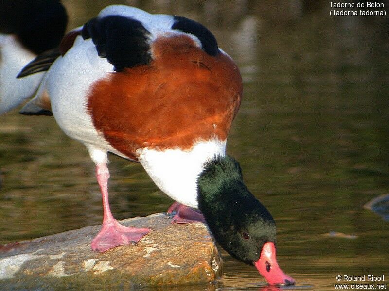 Common Shelduck