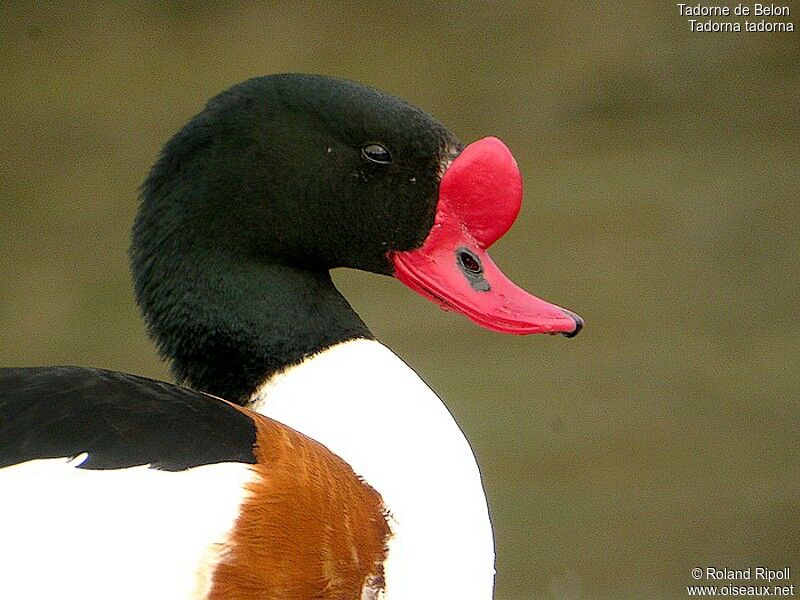 Common Shelduck male adult