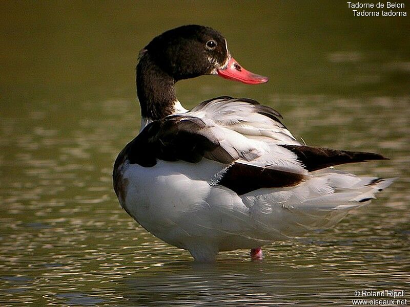 Common Shelduck female adult