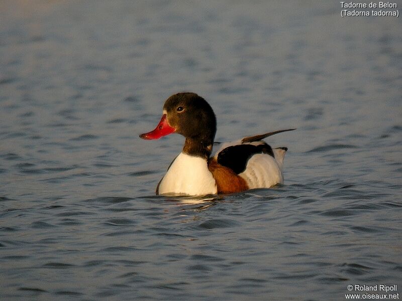 Common Shelduckadult breeding