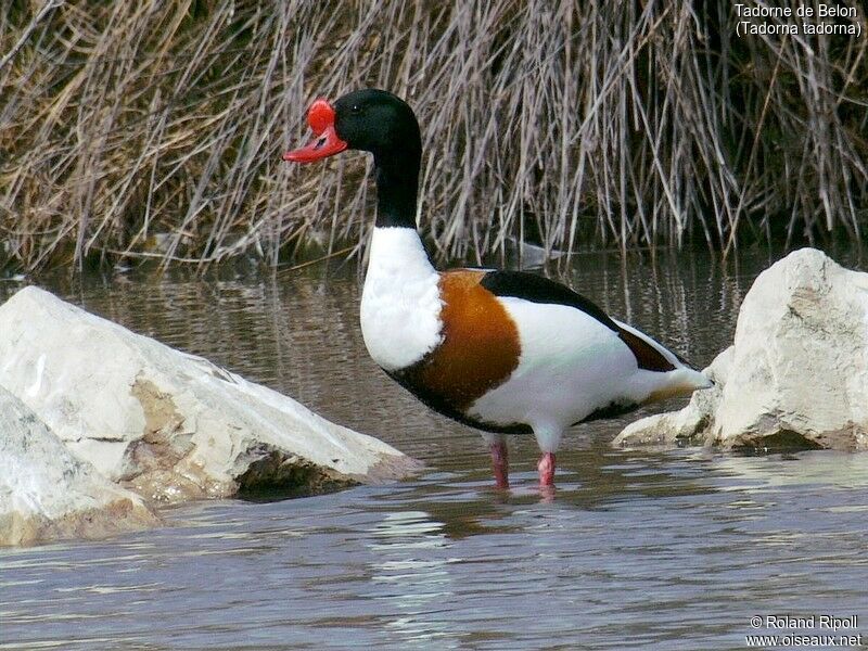 Common Shelduck