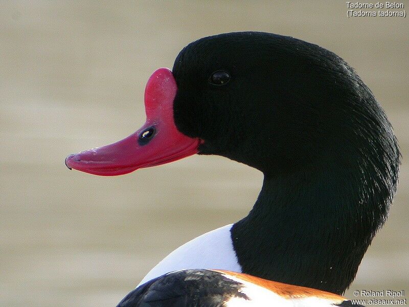 Common Shelduck