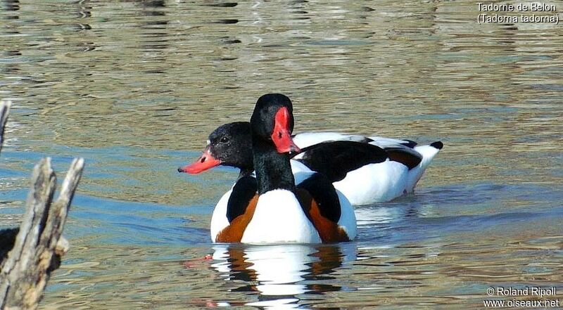 Common Shelduck