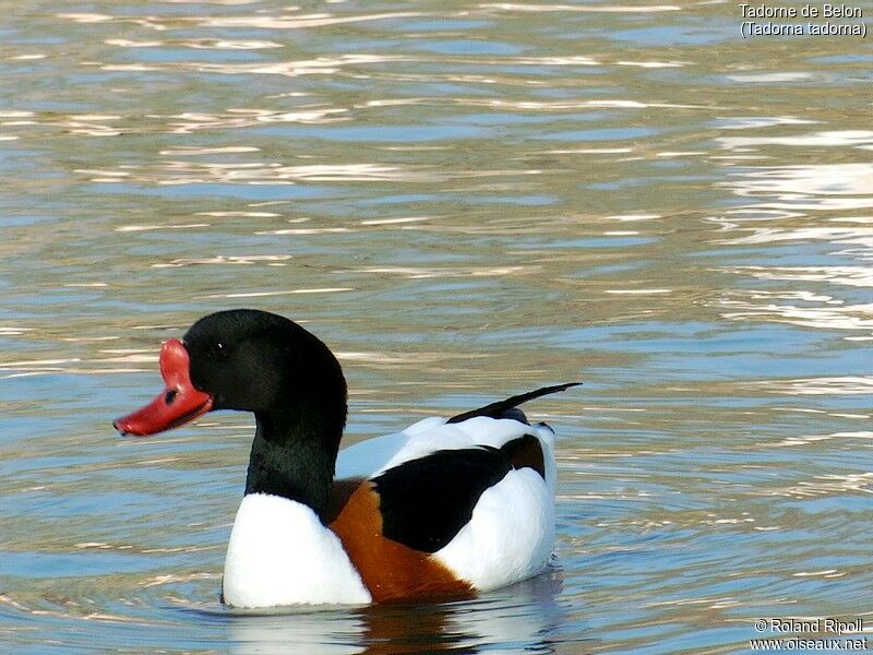 Common Shelduck