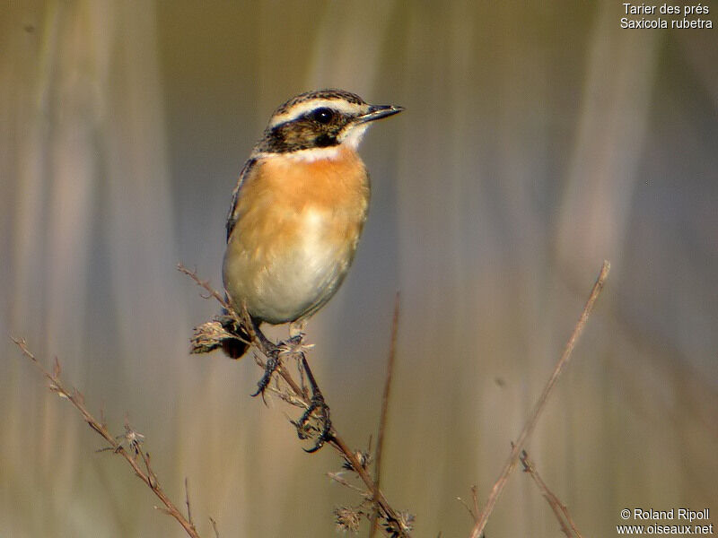 Whinchat male adult breeding