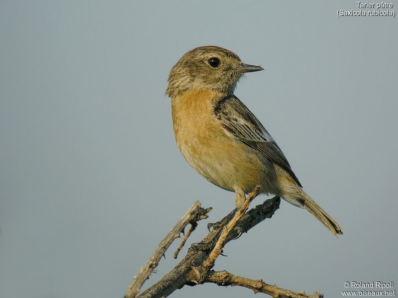 European Stonechatadult breeding