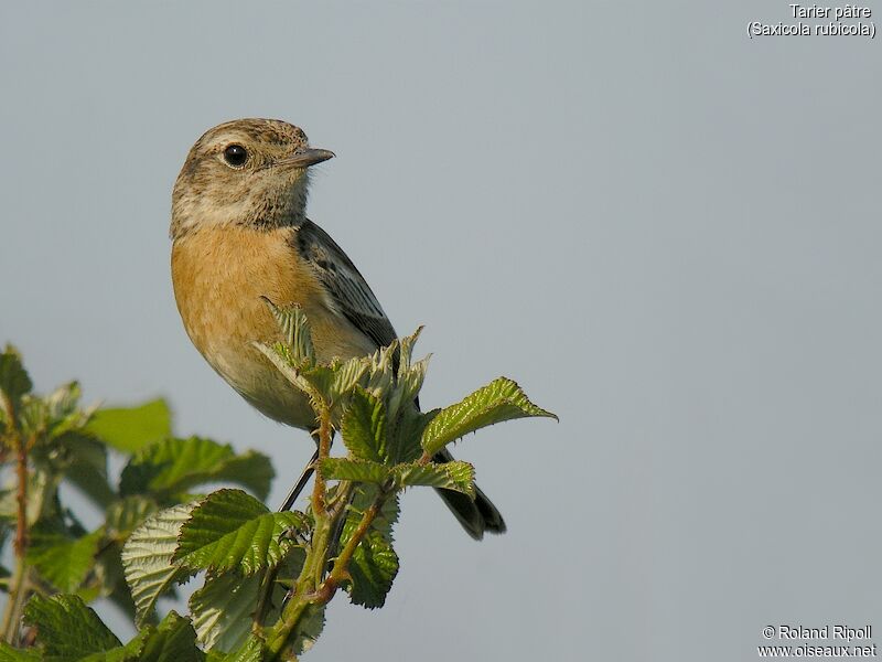 European Stonechatadult breeding