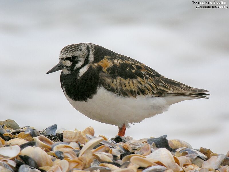 Ruddy Turnstone