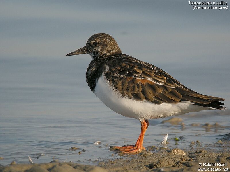 Ruddy Turnstone