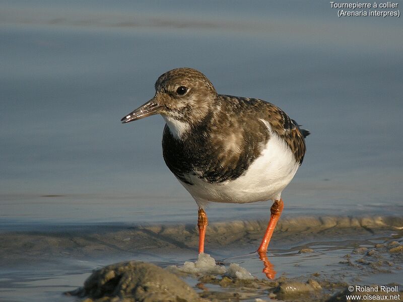 Ruddy Turnstone