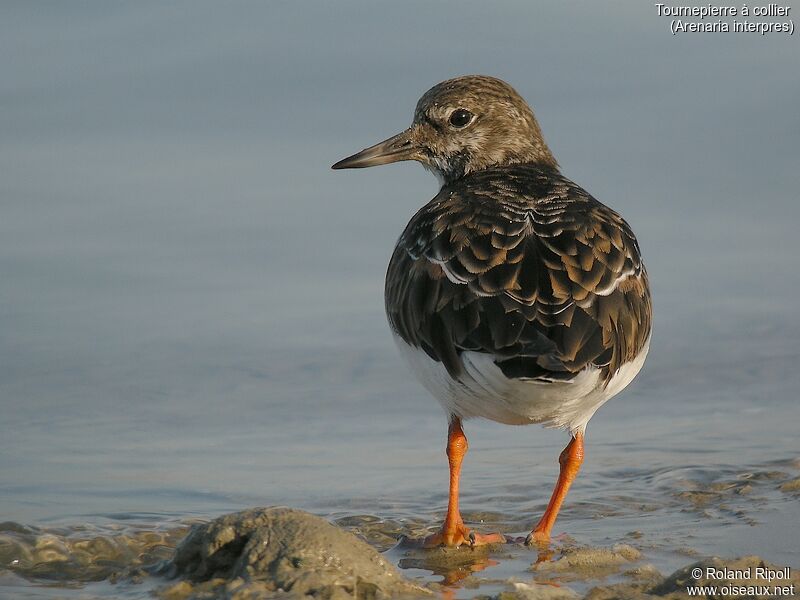 Ruddy Turnstone