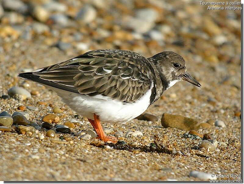 Ruddy Turnstoneadult post breeding