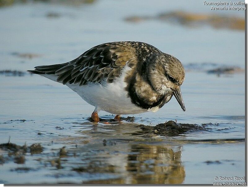 Ruddy Turnstoneadult post breeding