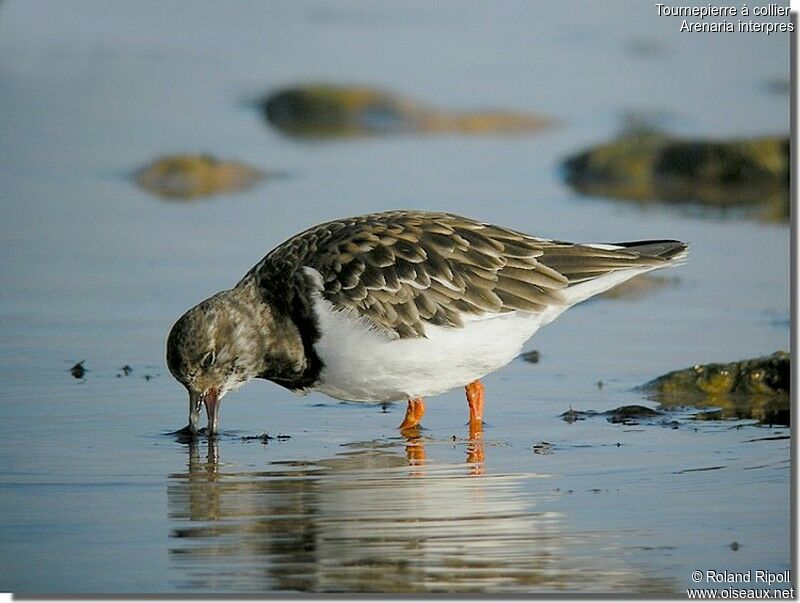 Ruddy Turnstoneadult post breeding