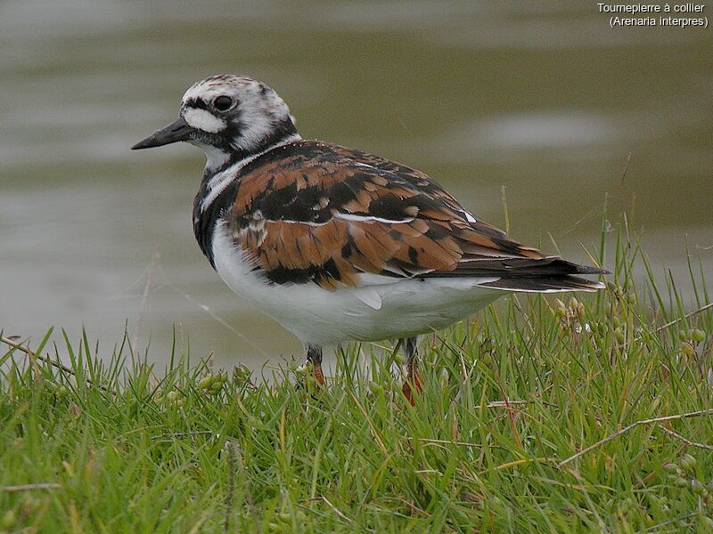 Ruddy Turnstone