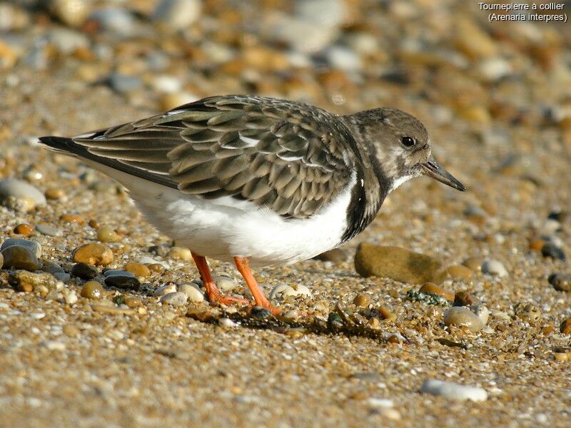 Ruddy Turnstone