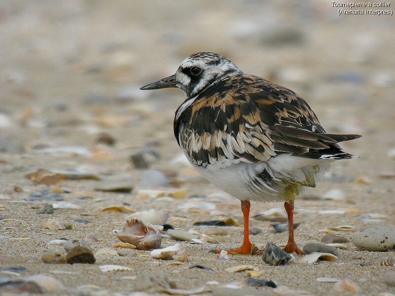 Ruddy Turnstone