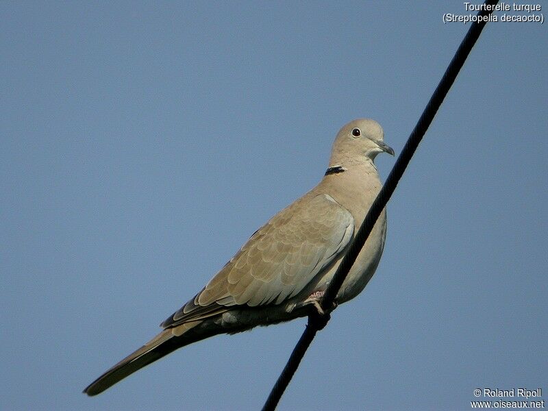 Eurasian Collared Dove