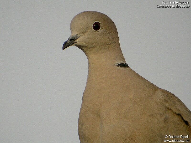 Eurasian Collared Doveadult