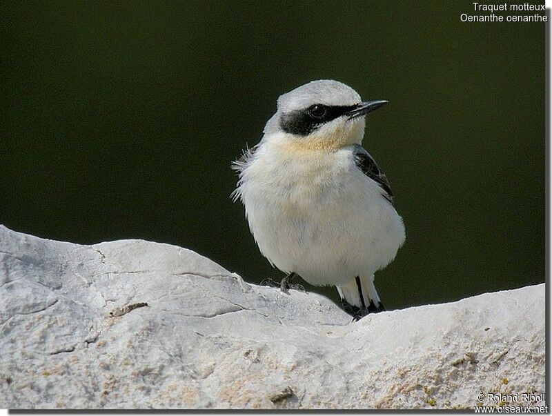 Northern Wheatear male adult breeding