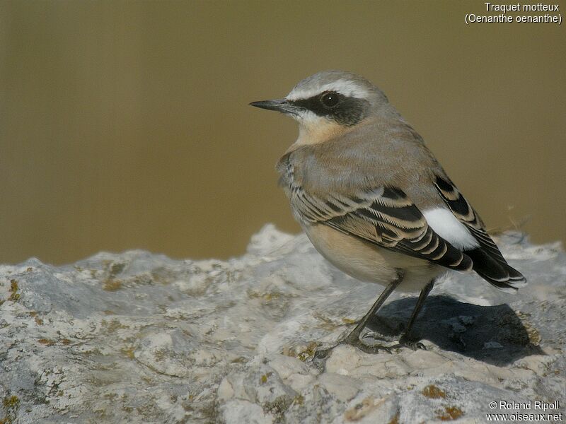 Northern Wheatear