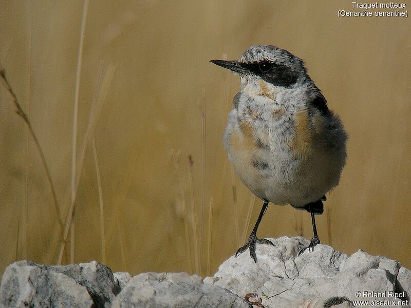 Northern Wheatear male juvenile