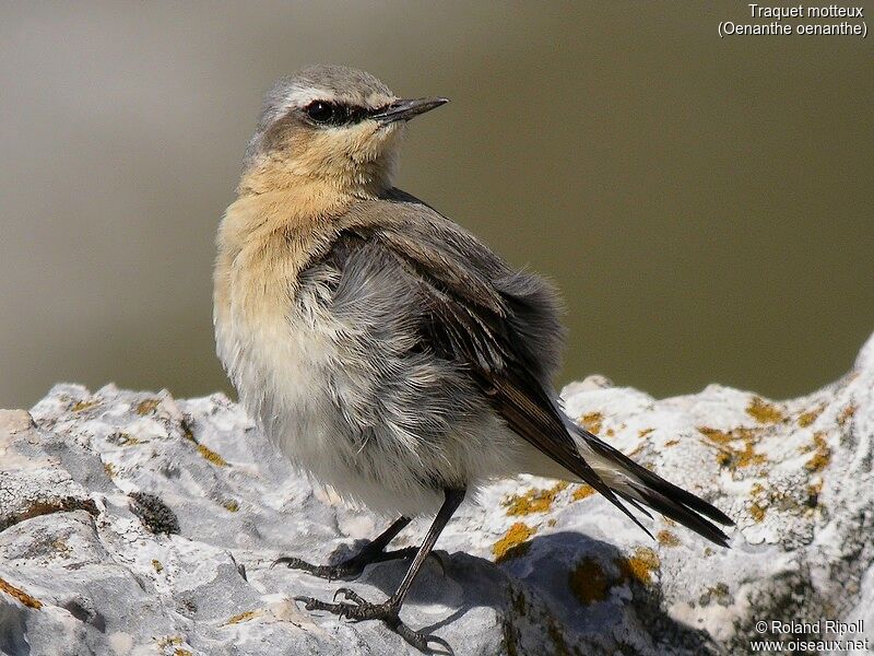 Northern Wheatear male