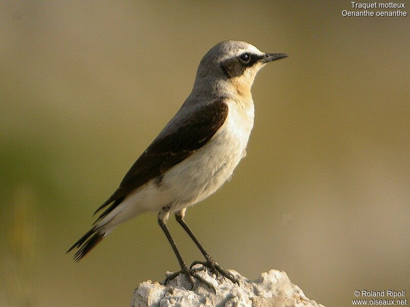 Northern Wheatear male adult breeding