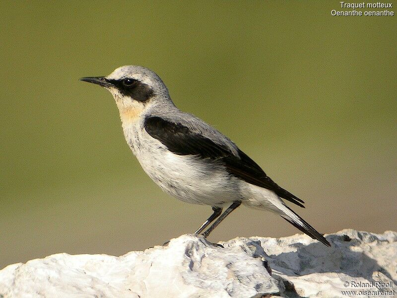 Northern Wheatear male adult breeding