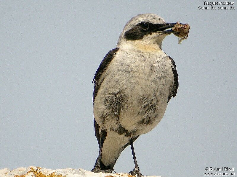 Northern Wheatear male adult breeding