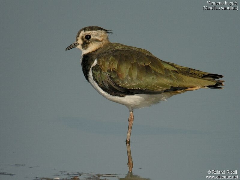 Northern Lapwingjuvenile