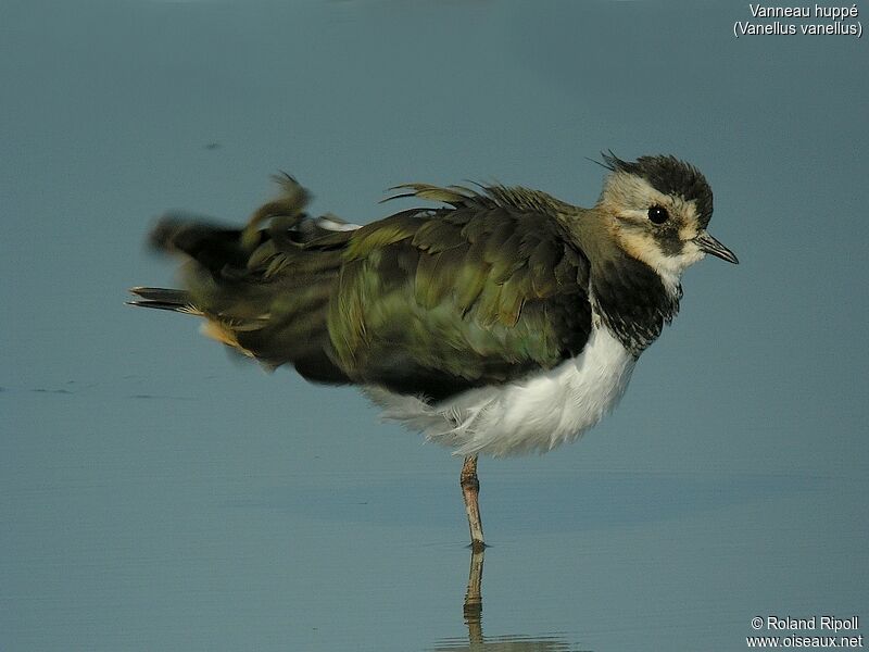 Northern Lapwingjuvenile