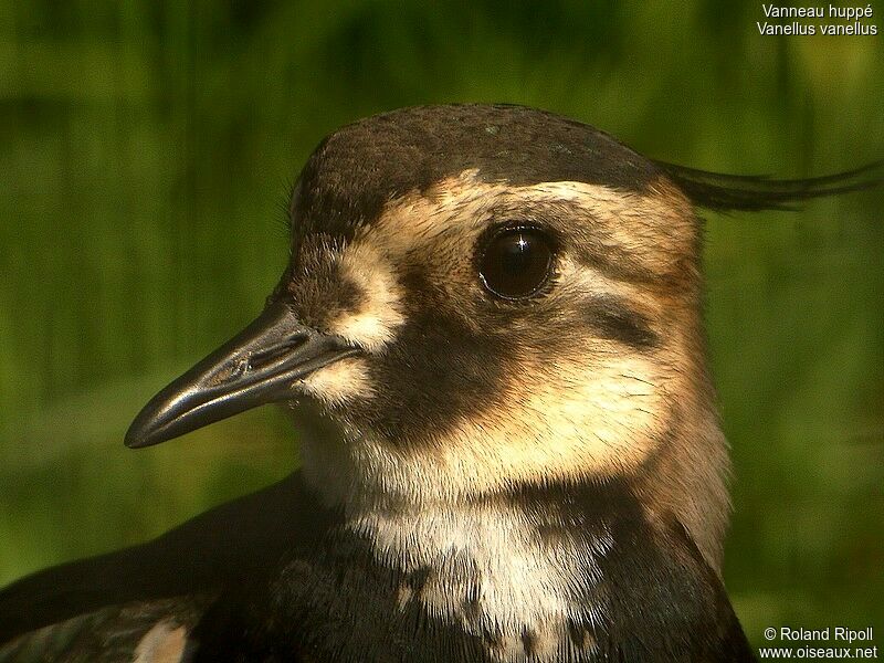 Northern Lapwing