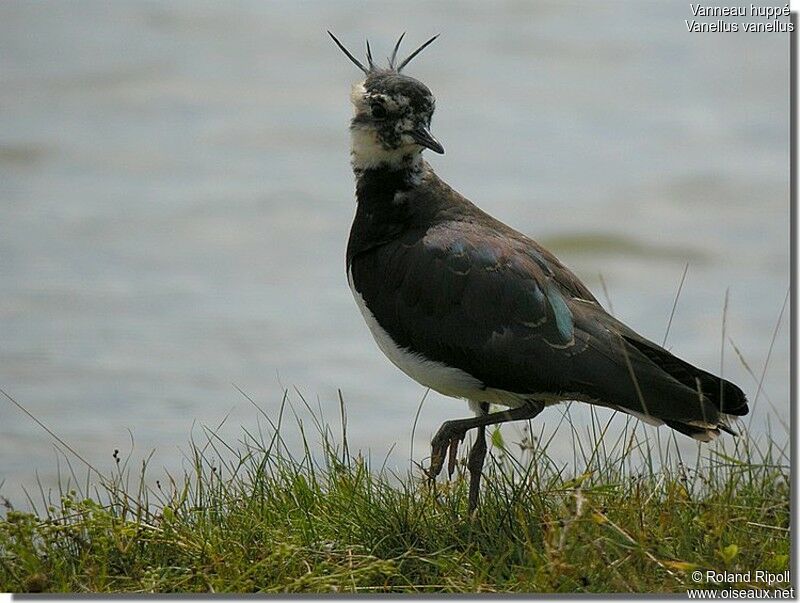 Northern Lapwing