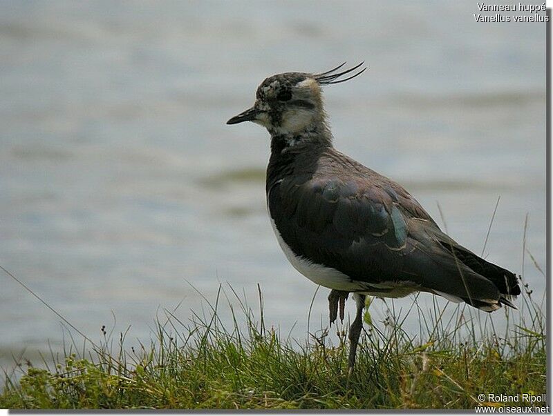 Northern Lapwing, identification