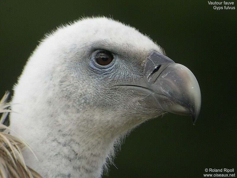 Vautour fauveadulte