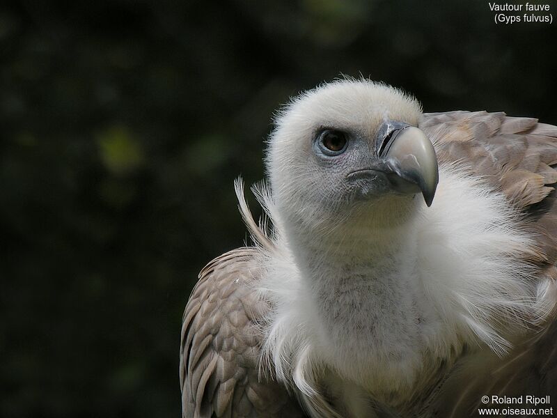 Vautour fauve