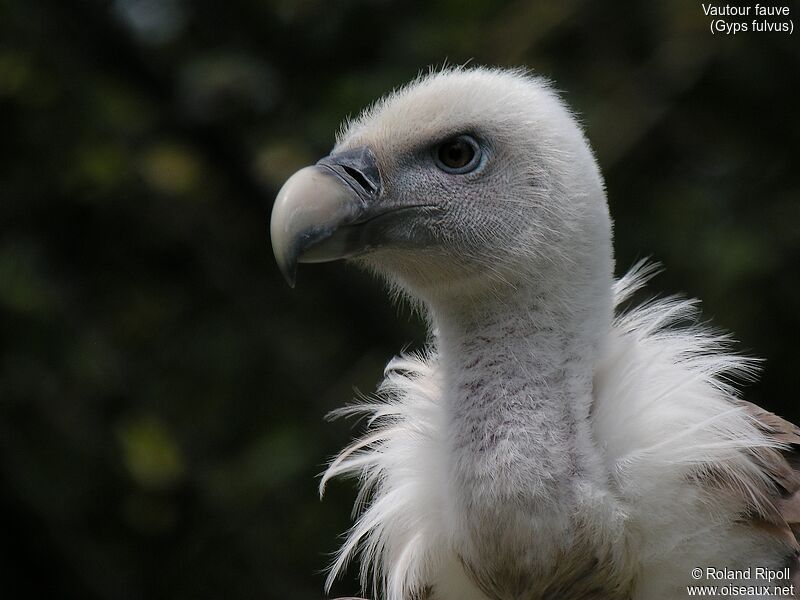 Vautour fauve