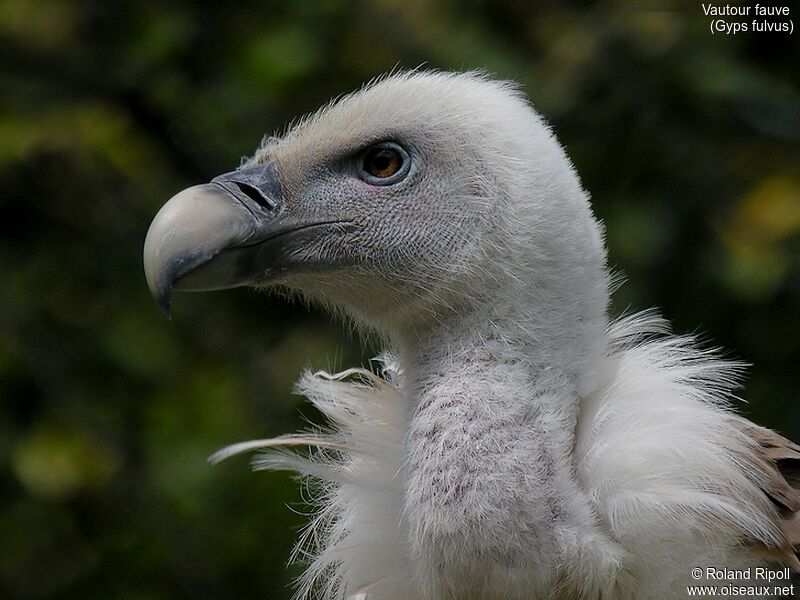 Vautour fauve