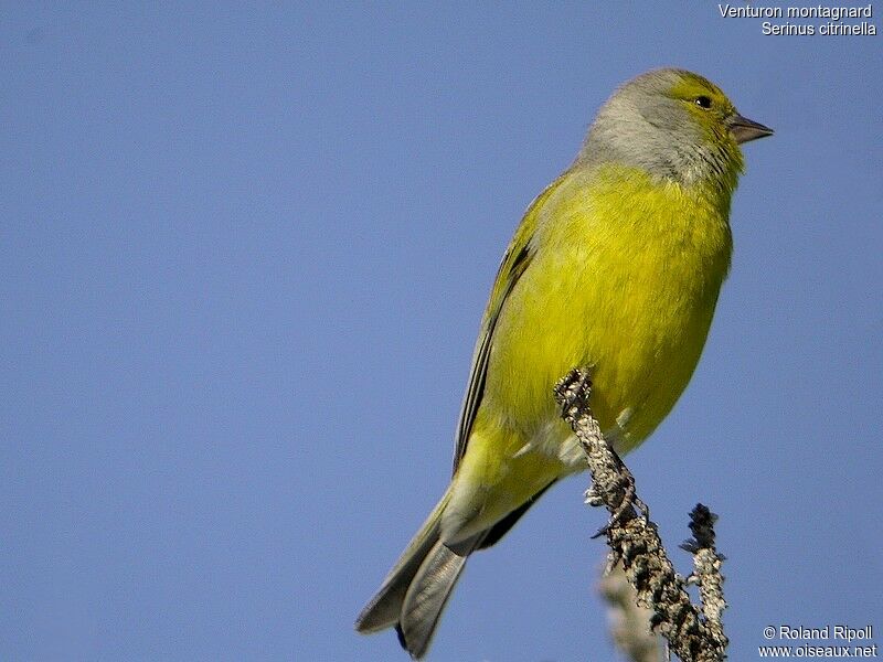 Citril Finchadult post breeding