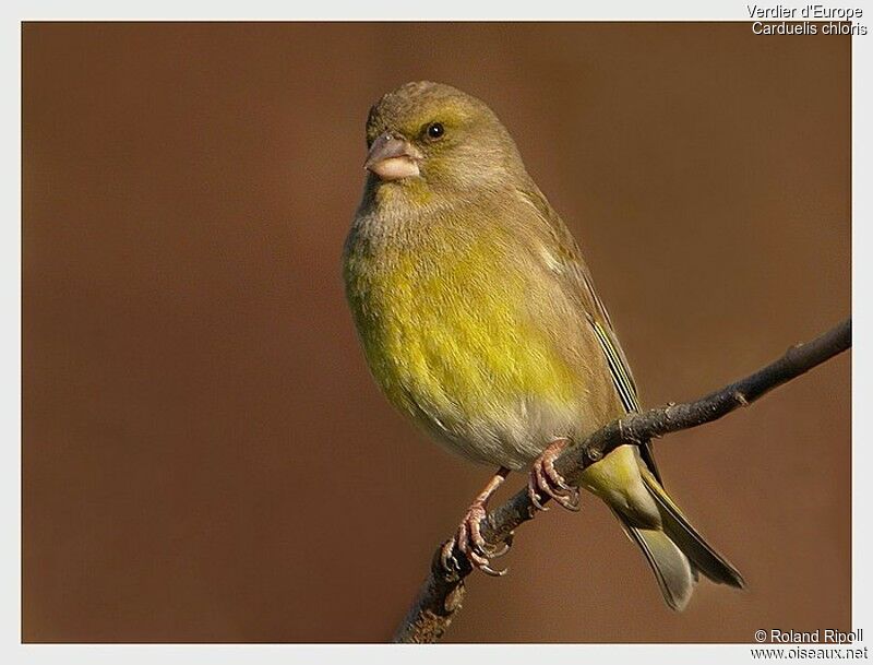 European Greenfinchadult post breeding