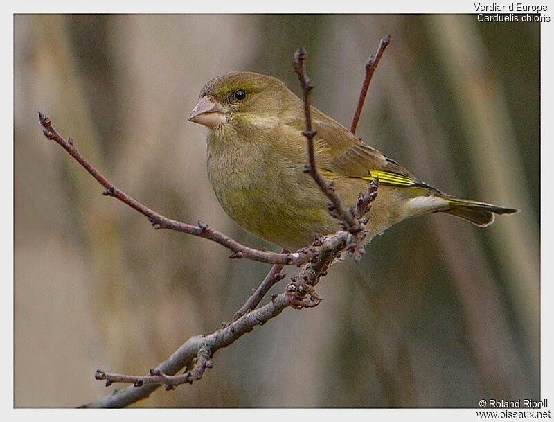 European Greenfinch female adult post breeding