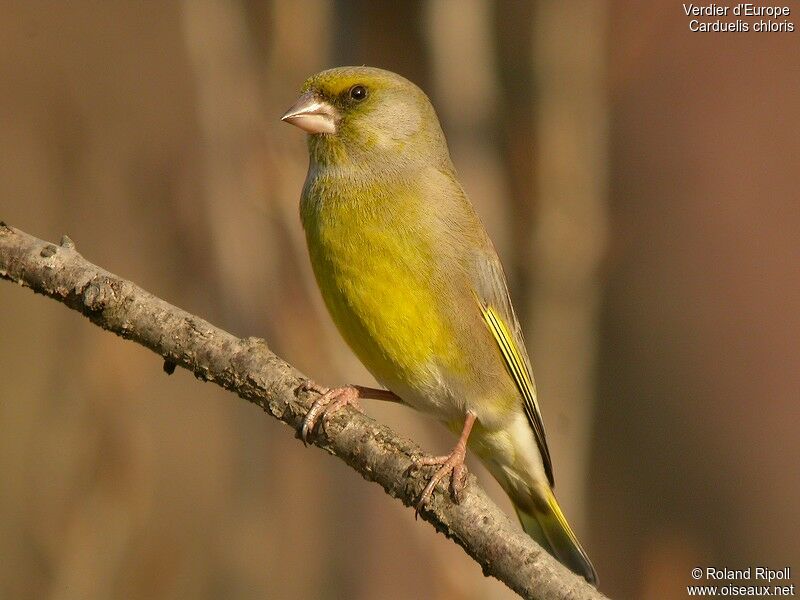 European Greenfinch male adult post breeding