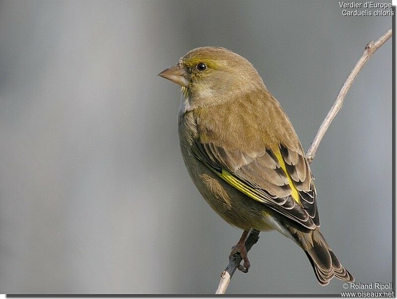 Verdier d'Europe femelle, identification