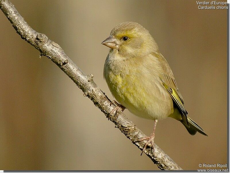 European Greenfinch female, identification