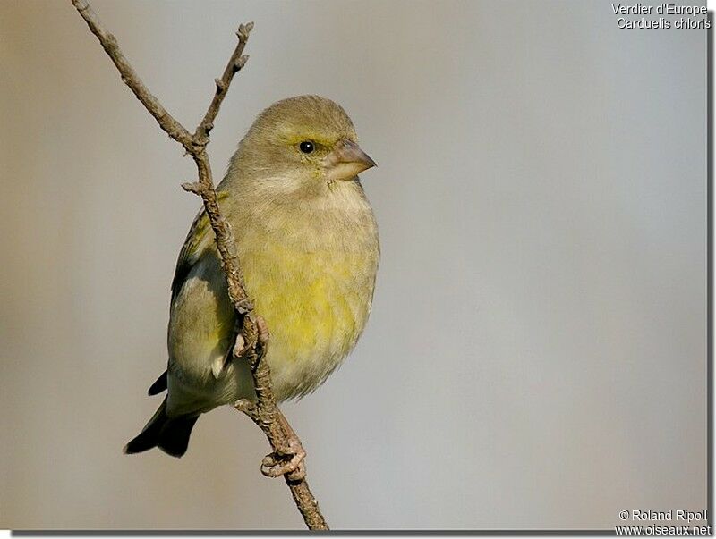 European Greenfinch female, identification