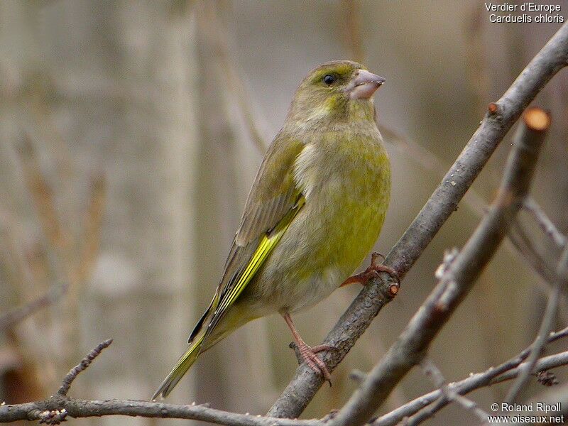 European Greenfinch